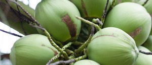 buy green coconut